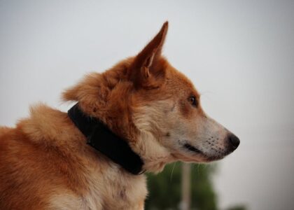 A brown and white dog with upright ears wears a black flea collar, illustrating flea collar use for dog owners.