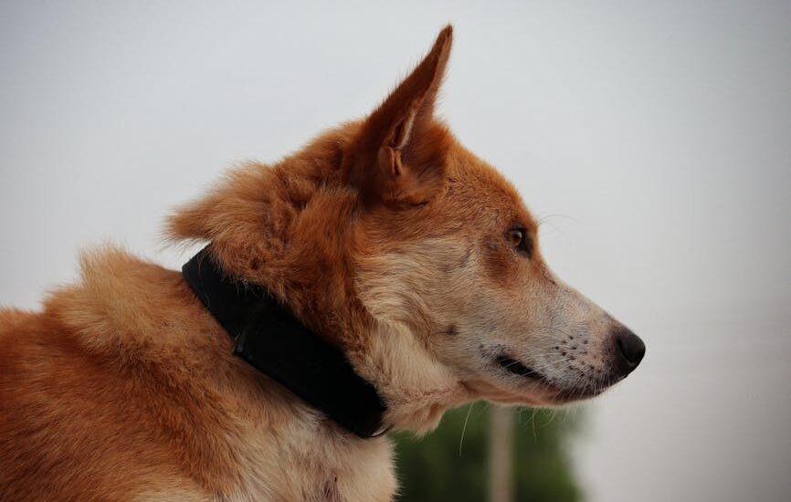 A brown and white dog with upright ears wears a black flea collar, illustrating flea collar use for dog owners.