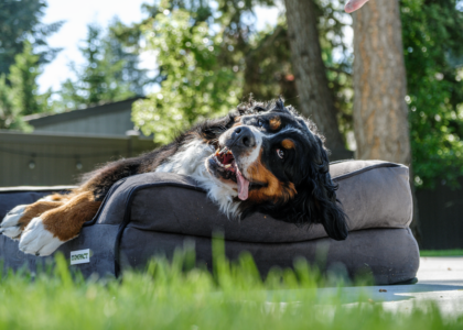 A Bernese Mountain Dog relaxes happily on a comfy bed outdoors, embodying summertime joy.