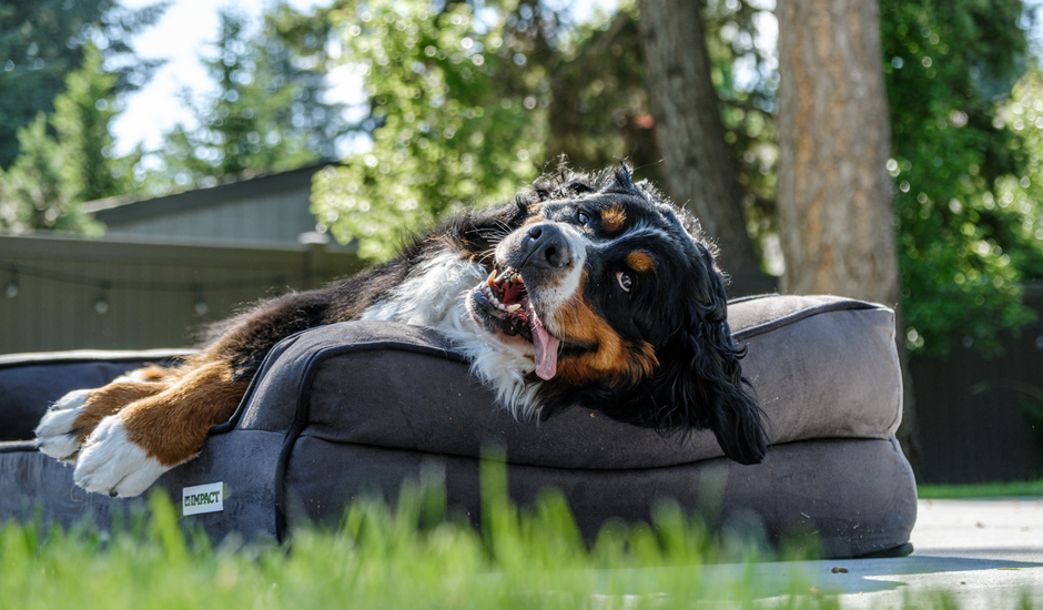 A Bernese Mountain Dog relaxes happily on a comfy bed outdoors, embodying summertime joy.