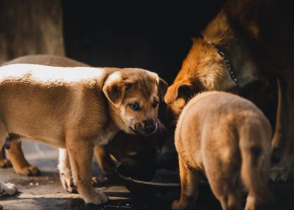 Group of brown puppies feeding together in Kon Tum, Vietnam, in warm natural light.
