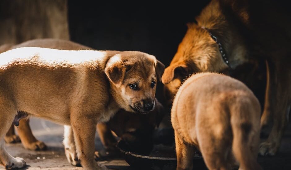 Group of brown puppies feeding together in Kon Tum, Vietnam, in warm natural light.