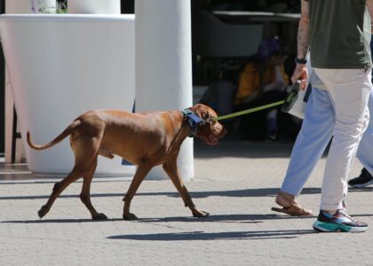 Man walking a brown dog on a leash on a sunny day in Riga, Latvia.