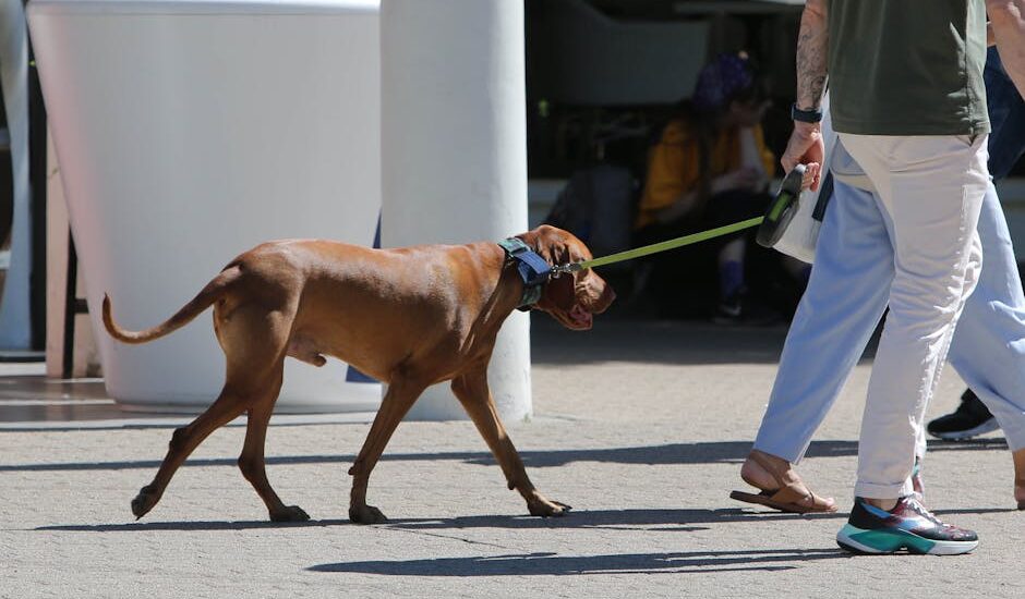 Man walking a brown dog on a leash on a sunny day in Riga, Latvia.