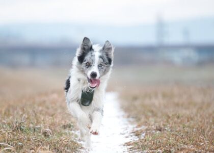 Border collie wearing a green activity tracker on its harness runs outdoors, illustrating dog fitness monitoring for best dog activity trackers 2026.
