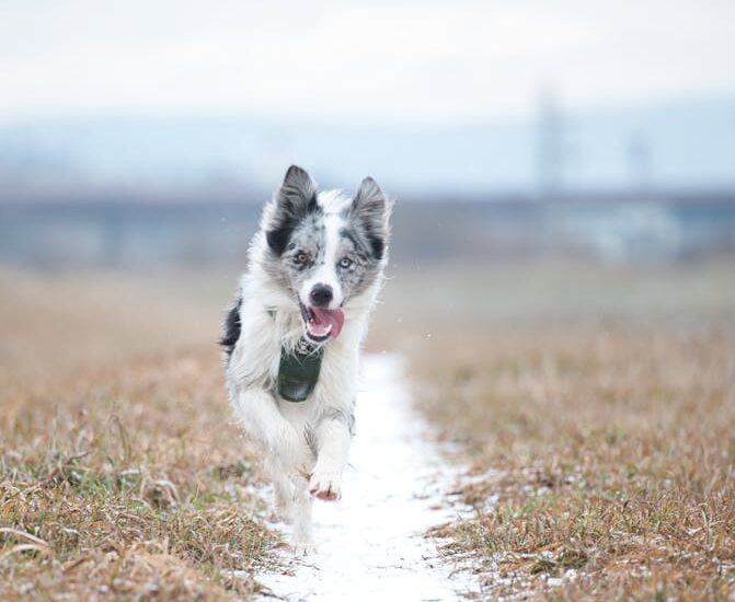 Border collie wearing a green activity tracker on its harness runs outdoors, illustrating dog fitness monitoring for best dog activity trackers 2026.