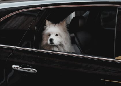 A fluffy Samoyed puppy looks out of a car window, capturing a heartwarming moment.