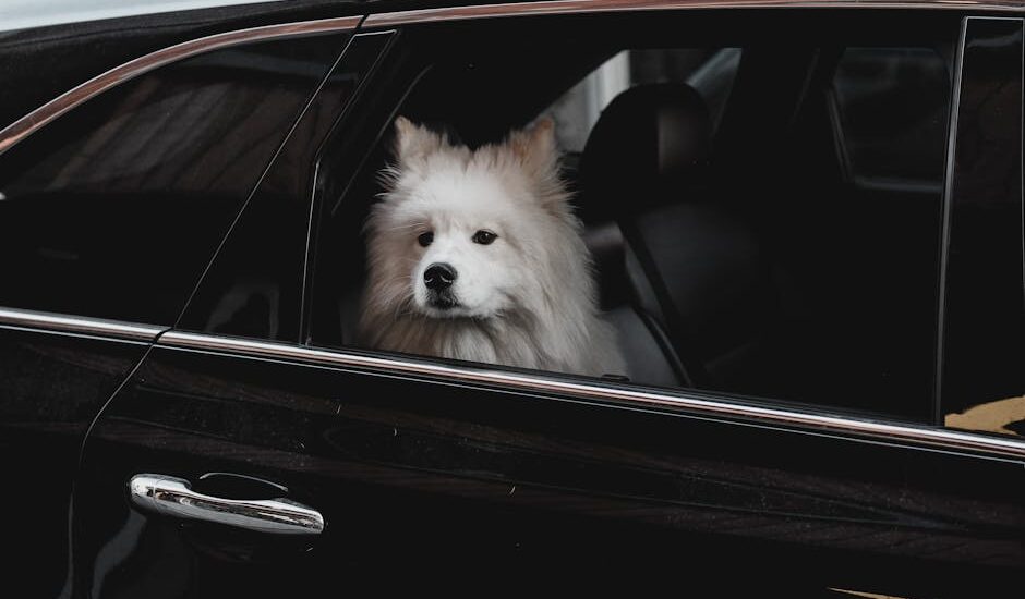 A fluffy Samoyed puppy looks out of a car window, capturing a heartwarming moment.