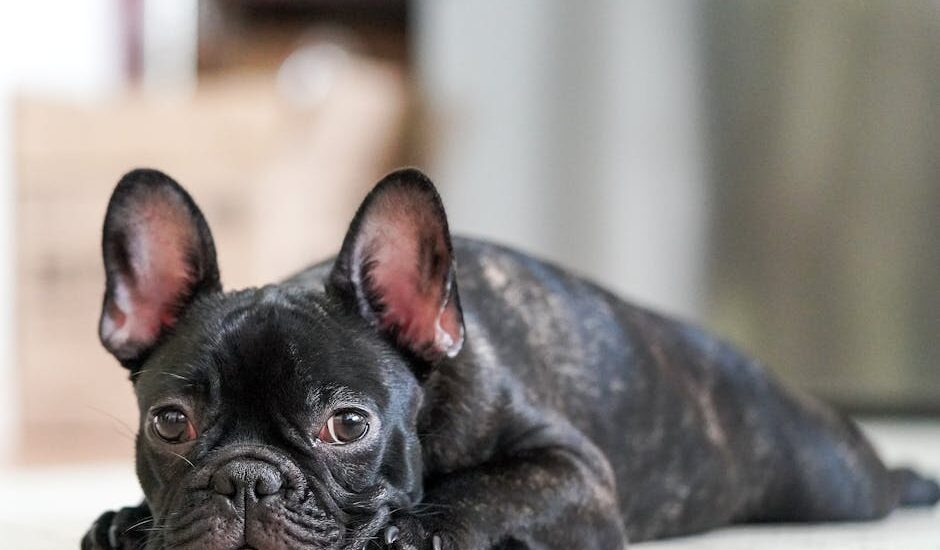 A cute French bulldog lying on the floor, showcasing its curious and adorable expression.
