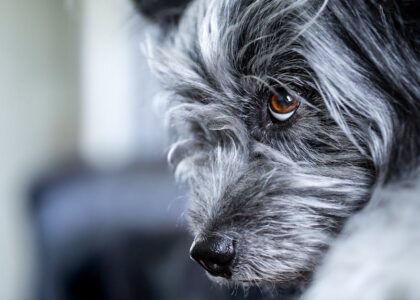 Close-up of a black and white dog's eye, illustrating the importance of eye health for articles about the best dog eye drops.