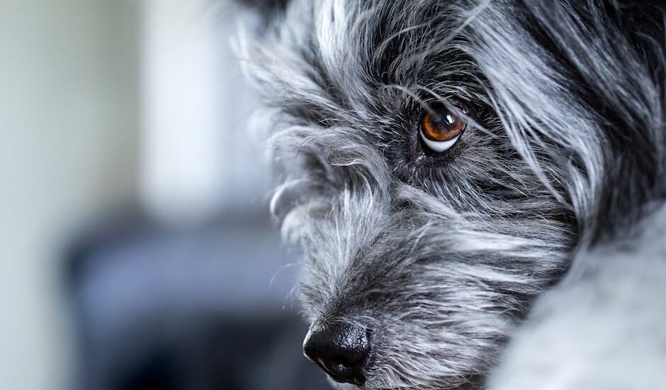 Close-up of a black and white dog's eye, illustrating the importance of eye health for articles about the best dog eye drops.