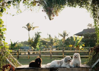 Three dogs enjoying a sunny day in a lush garden with greenery and wooden fencing.
