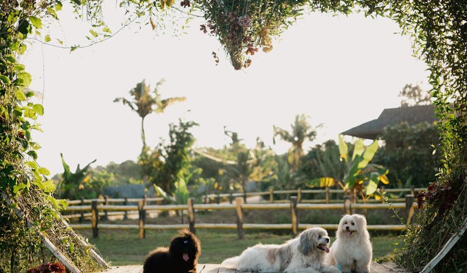 Three dogs enjoying a sunny day in a lush garden with greenery and wooden fencing.