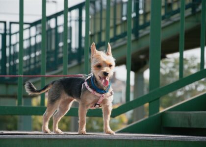 Cute Yorkshire Terrier dog standing outdoors on a green bridge in Komárno, Slovakia.