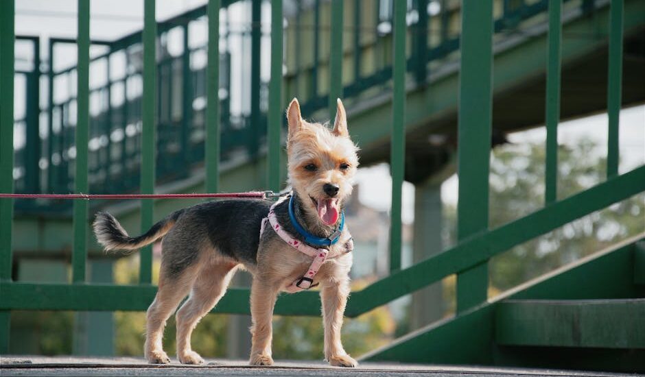 Cute Yorkshire Terrier dog standing outdoors on a green bridge in Komárno, Slovakia.