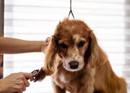 Groomer using a shedding brush on a long-haired dog, illustrating effective tools for managing dog coat shedding.