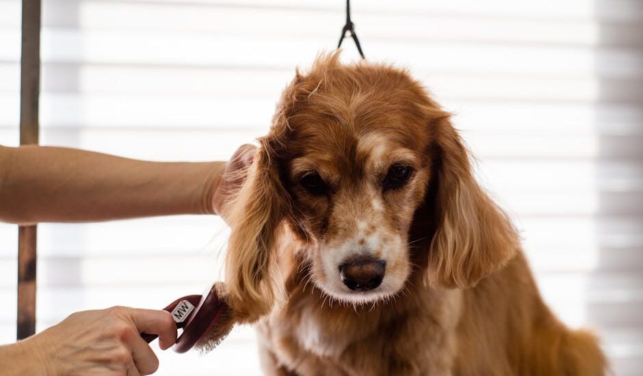 A Cocker Spaniel dog being groomed indoors by a professional groomer.