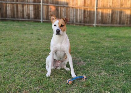 Mixed-breed dog sitting on green grass with a blue and orange chew toy, illustrating top dog toy picks for owners