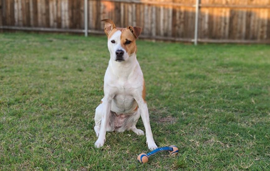 Cute pit bull terrier sitting on grass with toy in backyard, attentive expression.