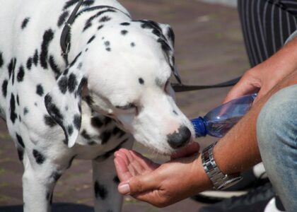 Dalmatian dog enjoying a refreshing drink from a human's hands using a bottle.