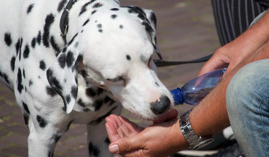 Dalmatian dog enjoying a refreshing drink from a human's hands using a bottle.
