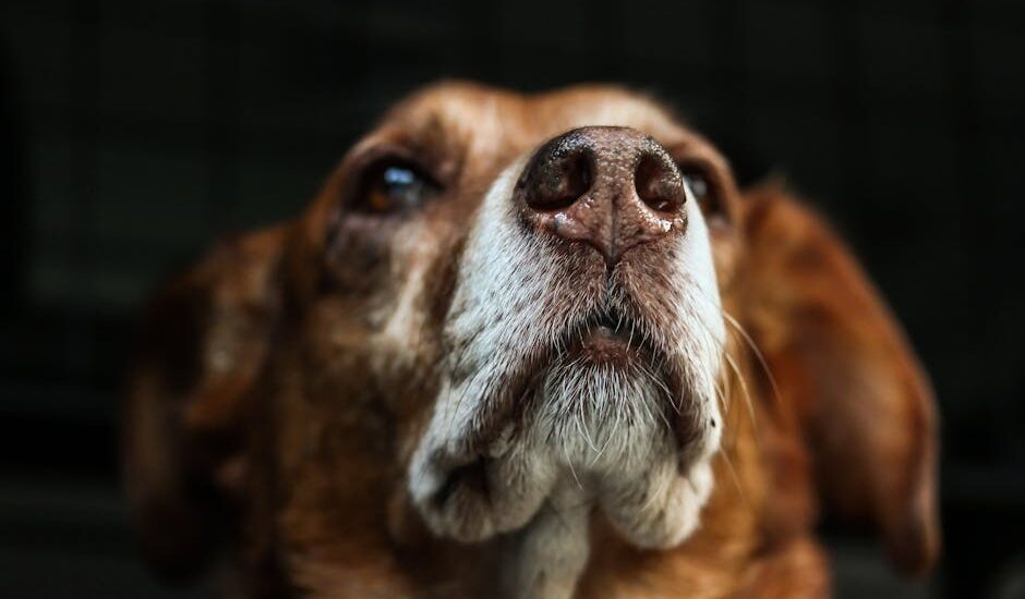 An introspective close-up of a dog with rich textures of its fur and snout.