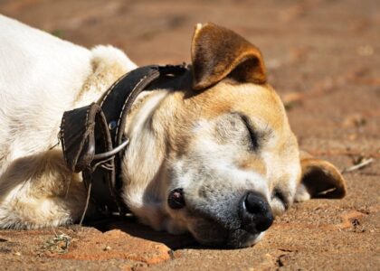 A peaceful brown dog with eyes closed, resting on a sunlit surface outdoors.