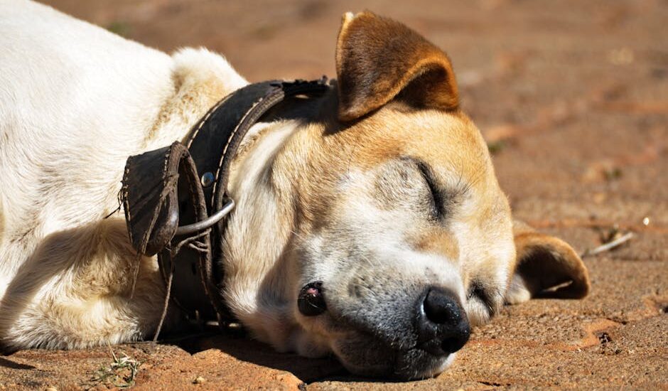 A peaceful brown dog with eyes closed, resting on a sunlit surface outdoors.