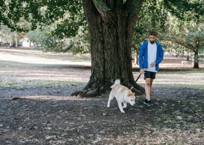 Young bearded ethnic male owner in casual outfit strolling with purebred dog on leash in daylight