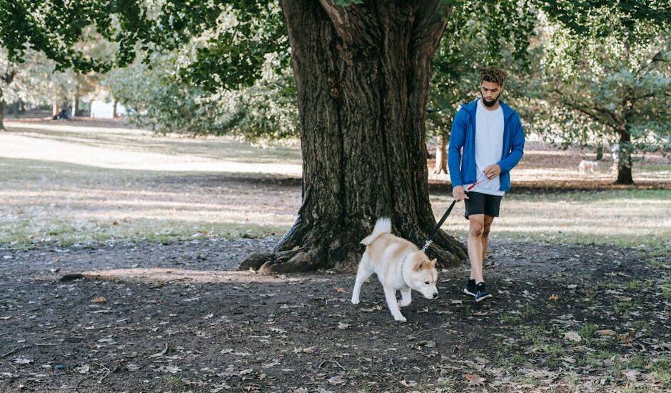 Young bearded ethnic male owner in casual outfit strolling with purebred dog on leash in daylight