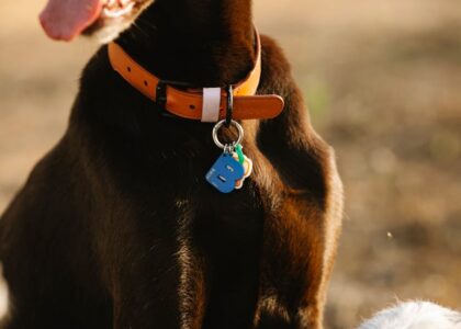 A brown dog wearing an orange collar with multiple colorful ID tags, illustrating top dog ID tag options for 2026.