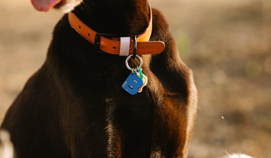 A brown dog wearing an orange collar with multiple colorful ID tags, illustrating top dog ID tag options for 2026.