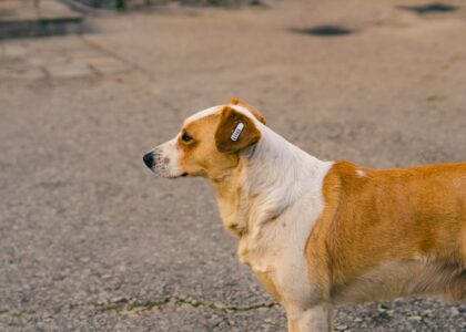 A side view of a street dog standing on an asphalt pavement with a tagged ear.