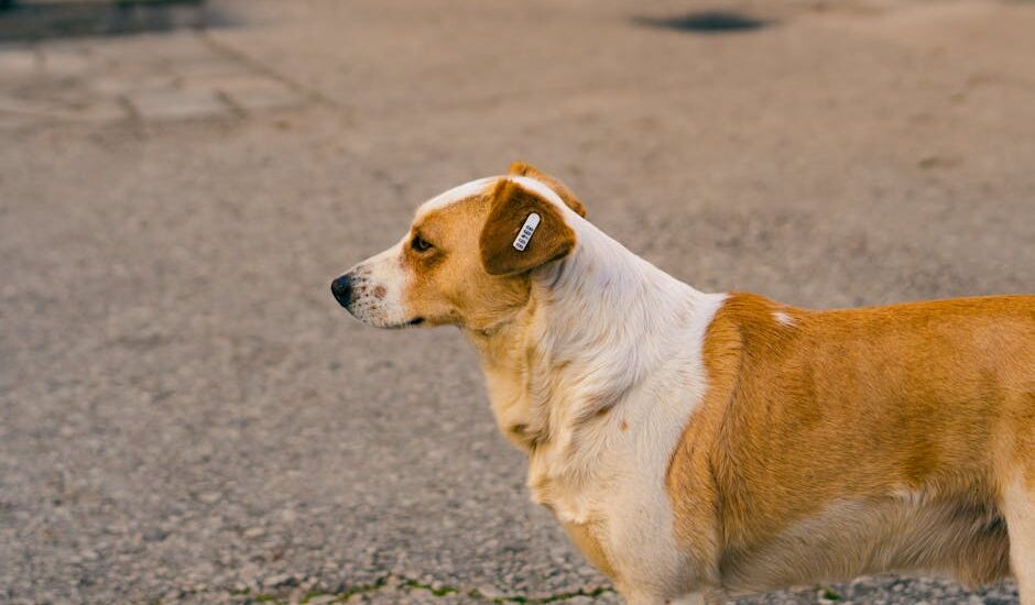 A side view of a street dog standing on an asphalt pavement with a tagged ear.