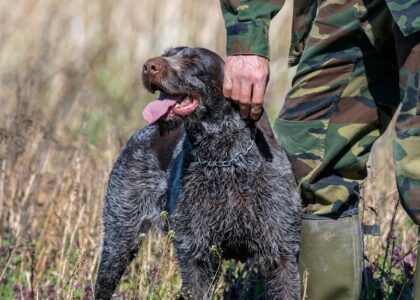 A soldier with a German Wirehaired Pointer dog in a sunny field.