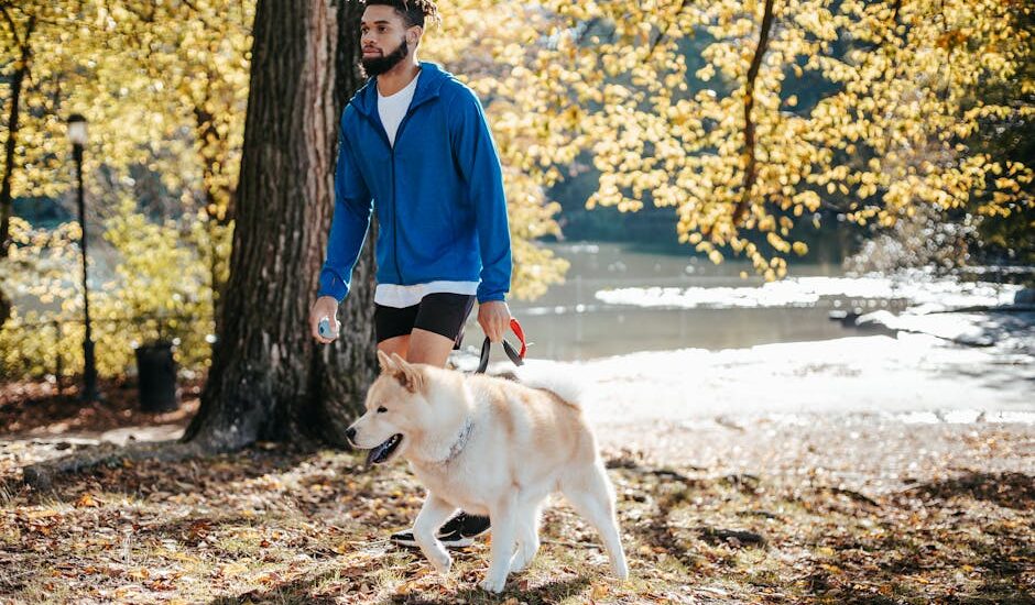Full body of black man in sporty clothes strolling with Akita Inu dog near trees on grass near lake in sunny autumn day outside