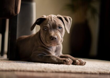 Charming pitbull puppy lying on a soft carpet indoors, showing a calm and relaxed pose.