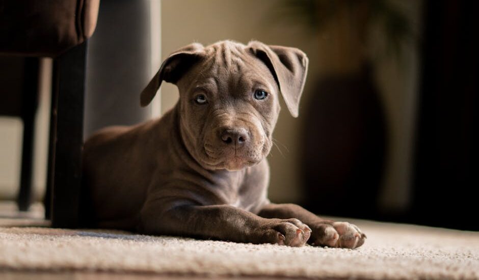Charming pitbull puppy lying on a soft carpet indoors, showing a calm and relaxed pose.