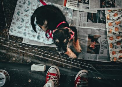Young puppy in a wire playpen with blankets and newspapers, illustrating a safe space for best puppy playpen picks in 2026