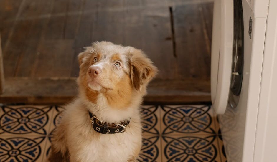 Charming Australian Shepherd puppy sitting indoors, next to a washing machine, looking curiously up.