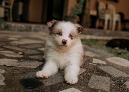 Fluffy blue-eyed puppy lying on a stone patio, illustrating the need for effective potty training pads for young dogs.