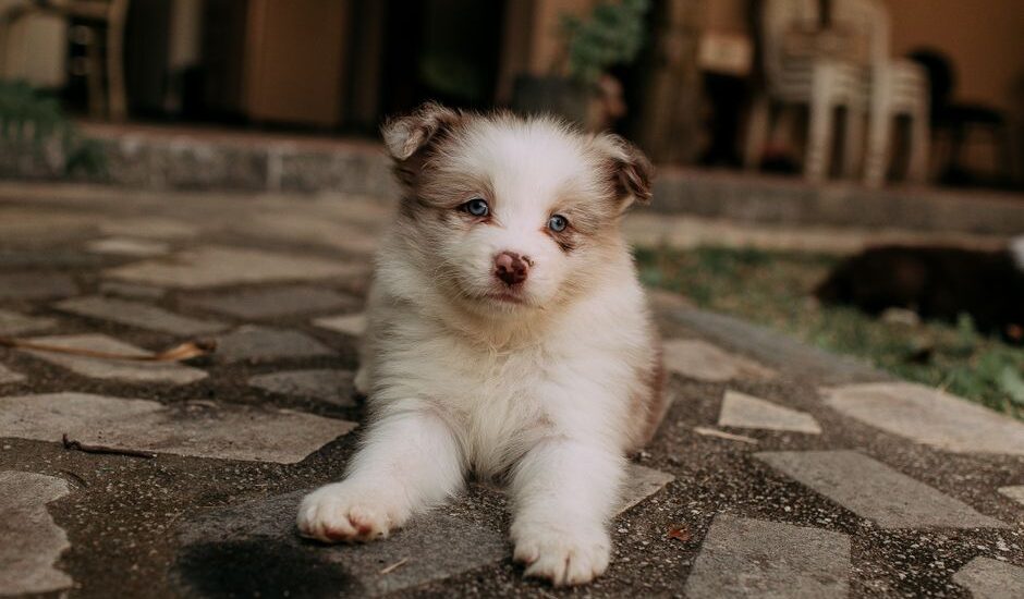 Fluffy blue-eyed puppy lying on a stone patio, illustrating the need for effective potty training pads for young dogs.