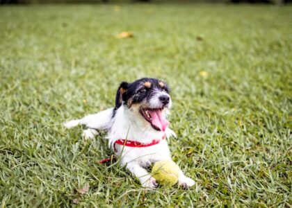 Energetic terrier dog lying on grass with tennis ball in São Paulo park.