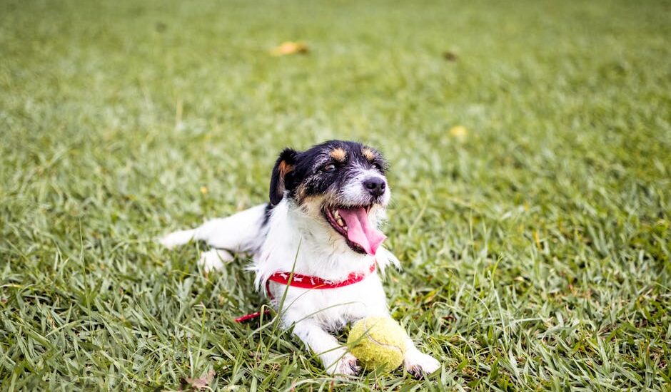 Energetic terrier dog lying on grass with tennis ball in São Paulo park.