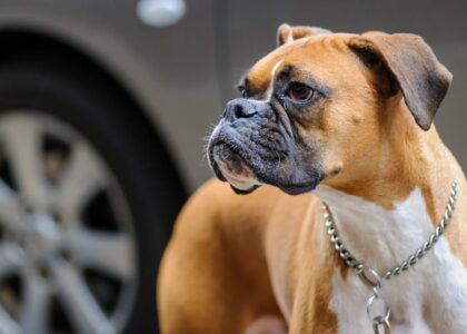 A focused close-up of a boxer dog against a blurred city background, highlighting its alert expression.