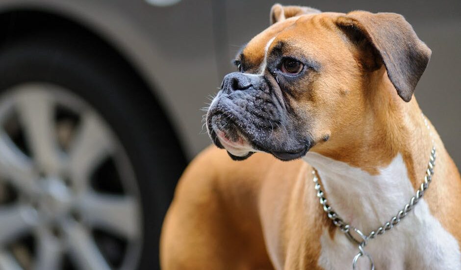 A focused close-up of a boxer dog against a blurred city background, highlighting its alert expression.
