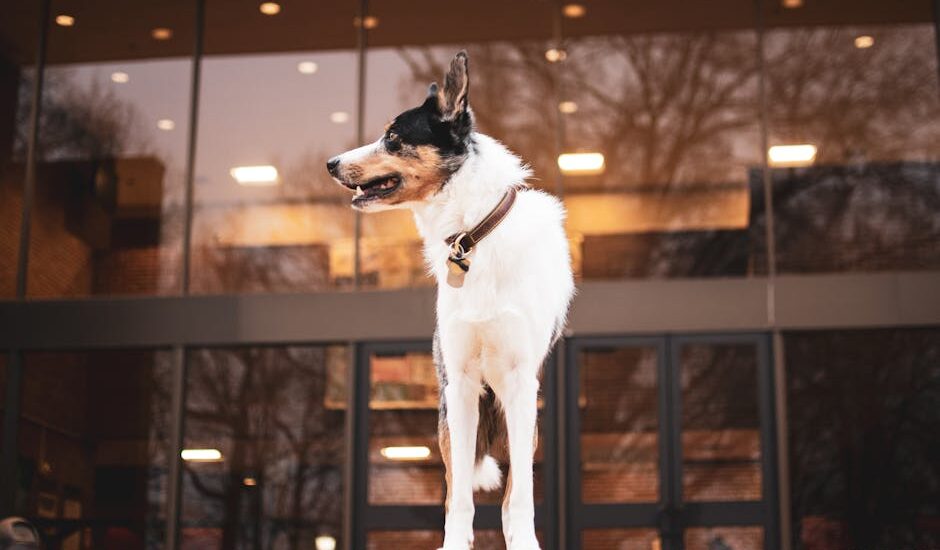 Border Collie dog with collar stands confidently against urban backdrop.