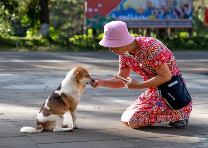 Person kneeling to reward a dog with treats from a waist pouch, illustrating treat pouch use for training.