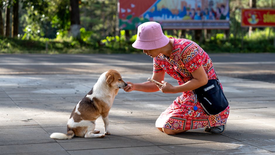 Person kneeling to reward a dog with treats from a waist pouch, illustrating treat pouch use for training.