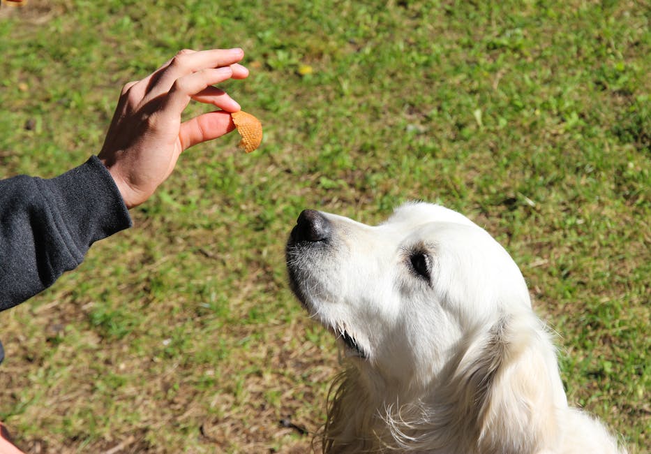 Golden Retriever focused on a treat in an outdoor setting, demonstrating obedience and anticipation.